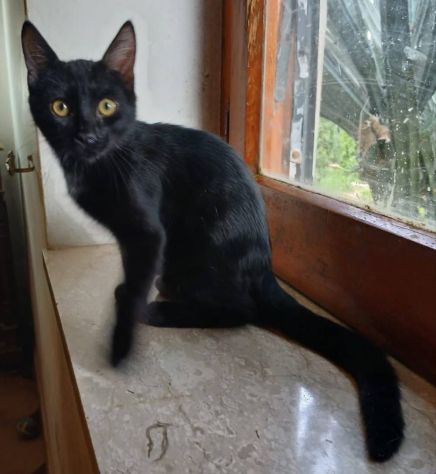 Puma gattino - Foto 3