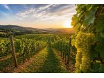 San Bonifacio: Vendesi vigneto di Pinot Grigio e Garganega