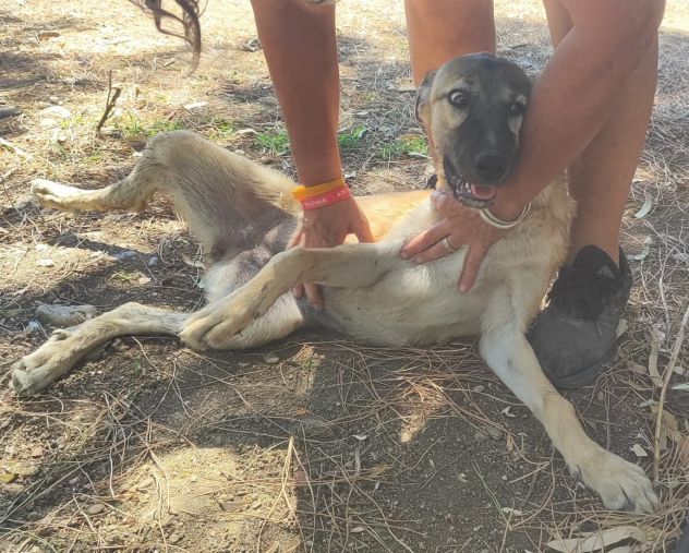 Pastorina quasi 6mesi vive in recinto a pane secco! SOS SARDEGNA - Foto 3