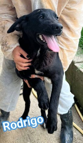 RODRIGO E ABBONDIO CUCCIOLI IN ADOZIONE - Foto 7