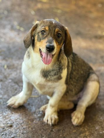 DARA, la cucciola più tenerona del rifugio cerca mamma! - Foto 4