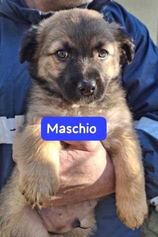 CUCCIOLI 2 MESI taglia media - Foto 2