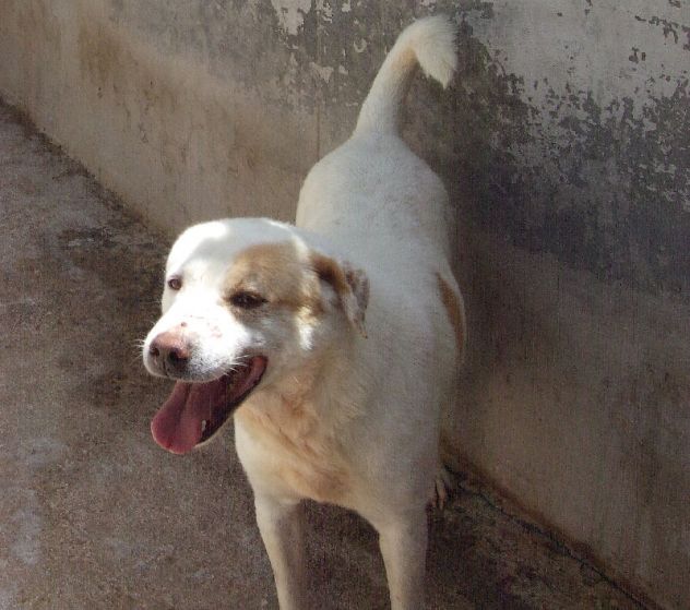 JUMP, bellissimo mix pitbull - Foto 3