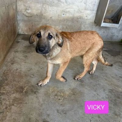 CUCCIOLI IN ADOZIONE - Foto 6