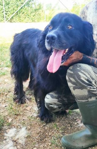 CANE IN ADOZIONE: NADAL, adorabile tenerone. - Foto 10