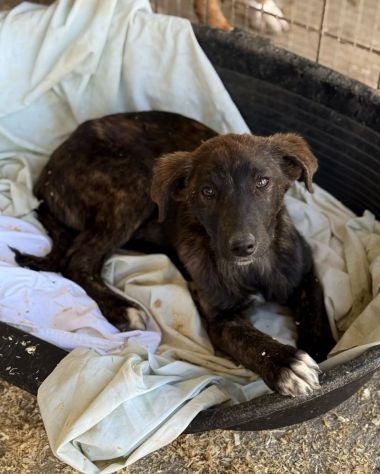 TIGROTTO ADORABILE CUCCIOLO IN ADOZIONE