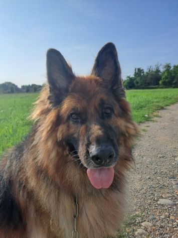 Maxx, bellissimo Pastore Tedesco adulto (a Milano) - Foto 5