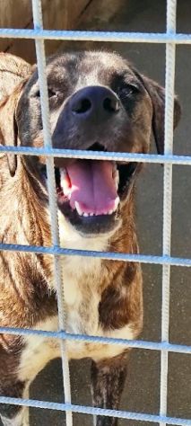 CANE IN ADOZIONE: ZENO - Foto 7