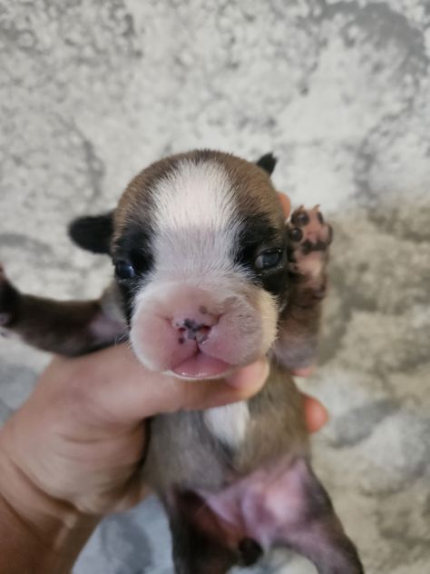 Bulldog francese lilac - Foto 7