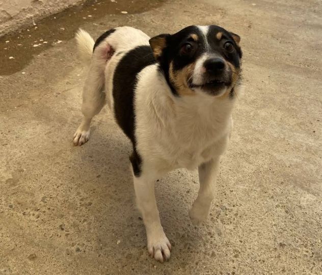 Pouf delizioso cagnolino in adozione