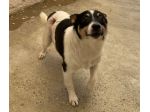 Pouf delizioso cagnolino in adozione