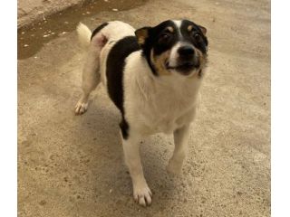 Pouf delizioso cagnolino in adozione