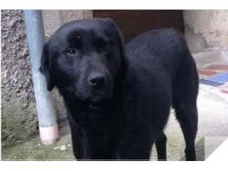 Cagnolino dolce e buono con tutti
