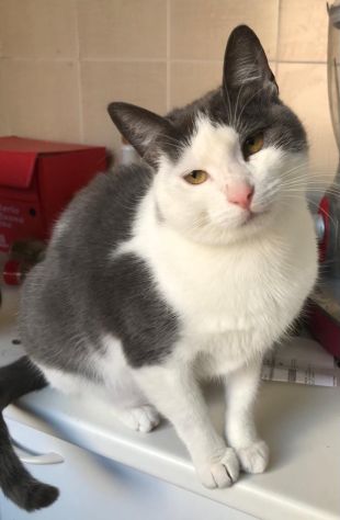 PIUMA, gattina simpaticissima (a Bologna)