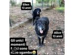ALICE ed ELLEN DALLA STRADA ALLE SBARRE, CAGNOLINE IN ADOZIONE
