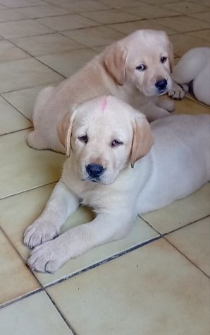 Labrador retriever Cuccioli con pedigree - Foto 2