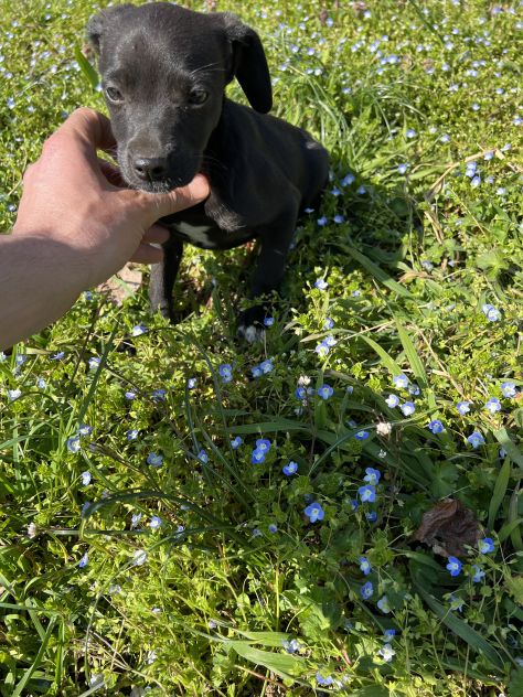 Maltese per Pinscher - Foto 2