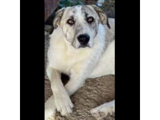 VALENTINO CUCCIOLONE IN ADOZIONE