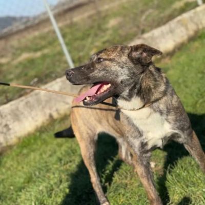 ZAIRA affettuosissima e solare Cane in adozine tg media contenuta - Foto 4