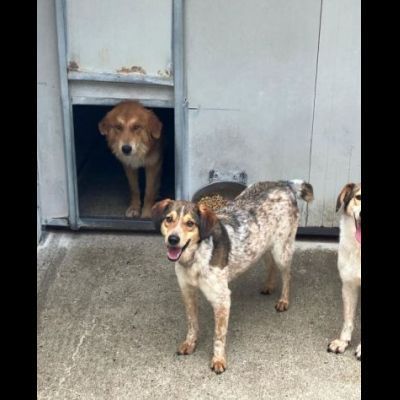ELVIS E COOKIE CAGNOLINI IN ADOZIONE - Foto 5