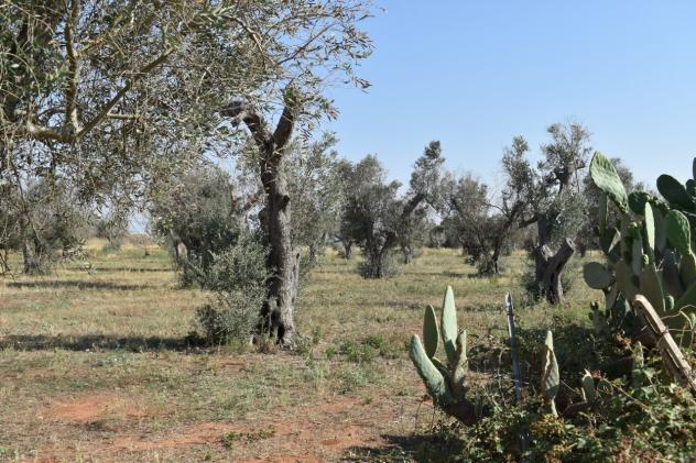 Indipendente in vendita a Copertino - Foto 9