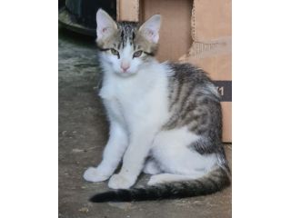 Dolce gattino