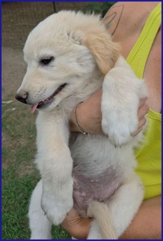 TZATZIKI simpatico cucciolotto! - Foto 3