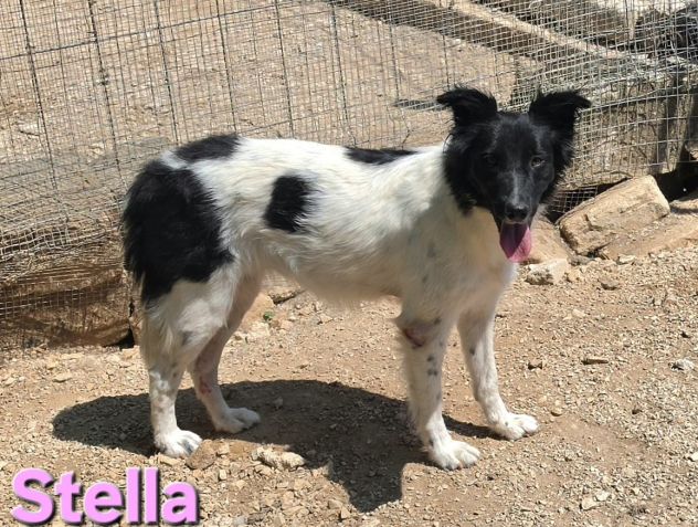 STELLA - Foto 9