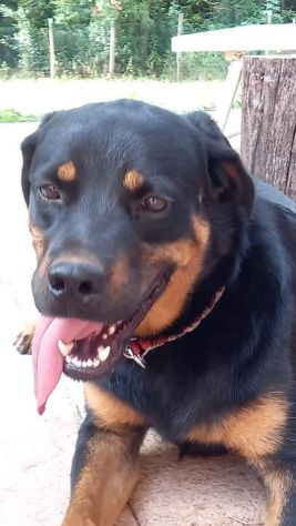 Santiago meraviglioso mix rottweiler pastore - Foto 3