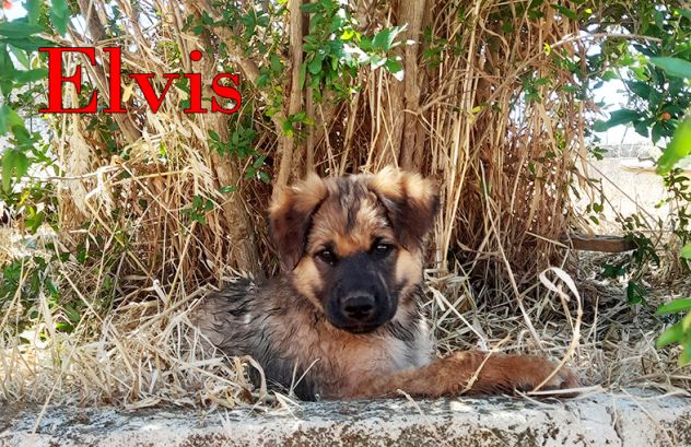 Locky ed Elvis bellissimi cuccioli taglia grande - Foto 4