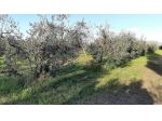 Terreno agricolo in vendita a Vada - Rosignano Marittimo 2500 mq  Rif: 1105597