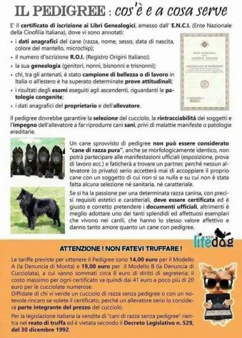 CHIHUAHUA PELO CORTO E LUNGO NO SMS SOLO CHIAMATE - Foto 8