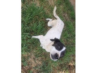 MACCHIA 7 anni - 9kg dolce cagnolina
