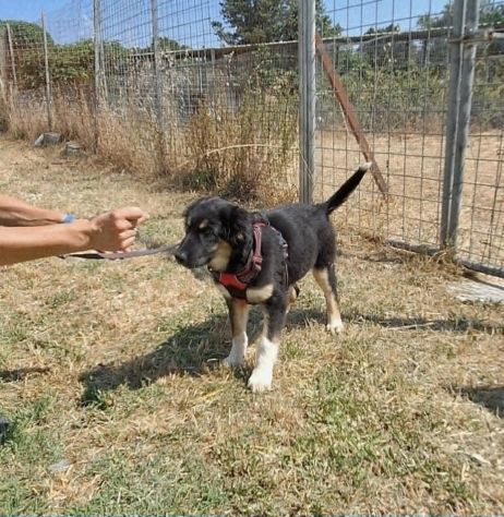 Dolce cucciola 3 mesi circa aspetta una vita fuori dal canile. - Foto 3
