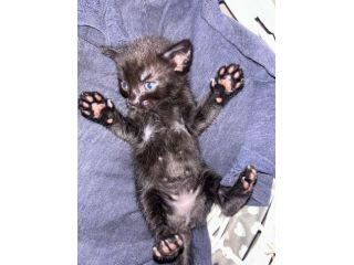 Cucciolo di gatto in regalo