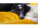 DIANA, stupenda cucciolotta mix setter