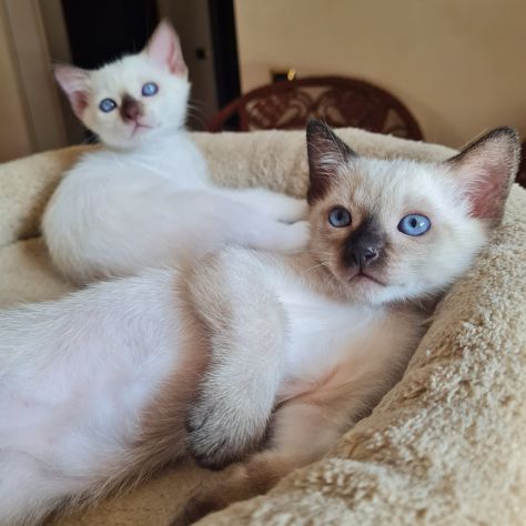 Micine gatti razza Thai