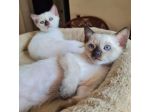 Micine gatti razza Thai