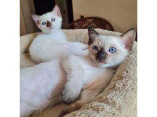 Micine gatti razza Thai