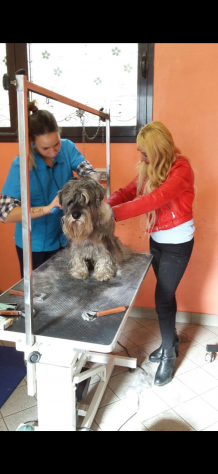 Corso di toelettatura stage
