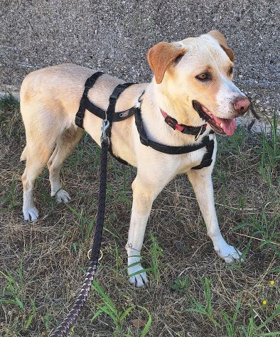 Lily 2 anni mix labrador - Foto 3