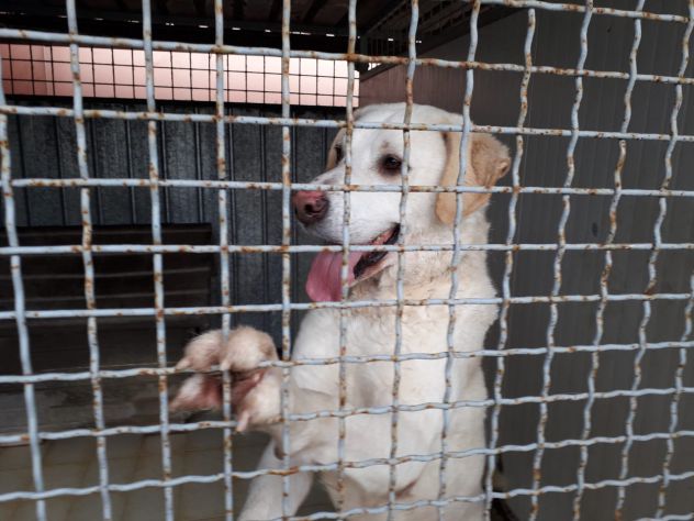 ERCOLE, stupendo mix labrador - Foto 4