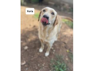 Kora simil labrador