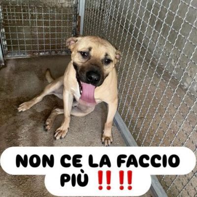 OTIS DEVASTATO DALLA SOFFERENZA CANE IN ADOZIONE - Foto 3