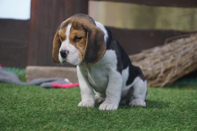 BEAGLE CUCCIOLI SPLENDIDI CON PEDIGREE - Foto 2