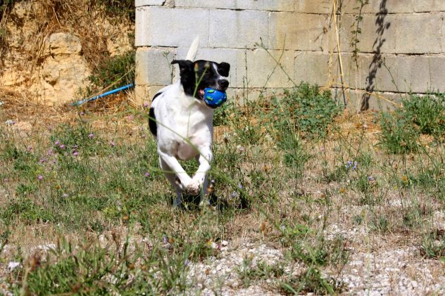 Mi hanno abbandonato e non so il perchè, sono chiuso in gabbia e non so perchè - Foto 2