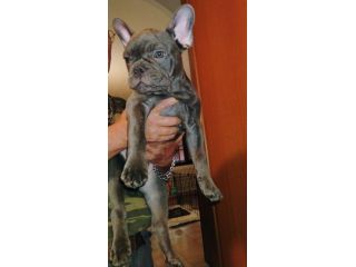 vendo cucciolo di Bulldog francese esotico di 4 mesi
