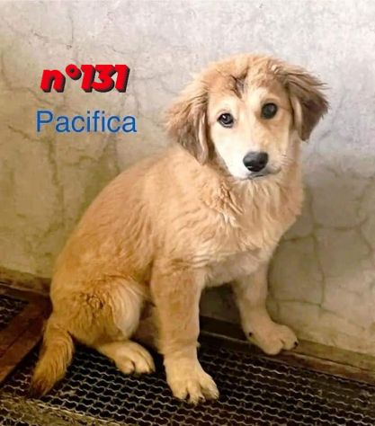 CUCCIOLI IN ADOZIONE - Foto 6