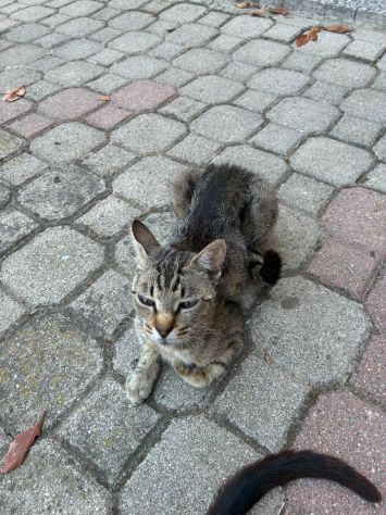 regalo gattini - Foto 7