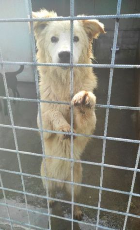 CANE DA ADOTTARE - Foto 8